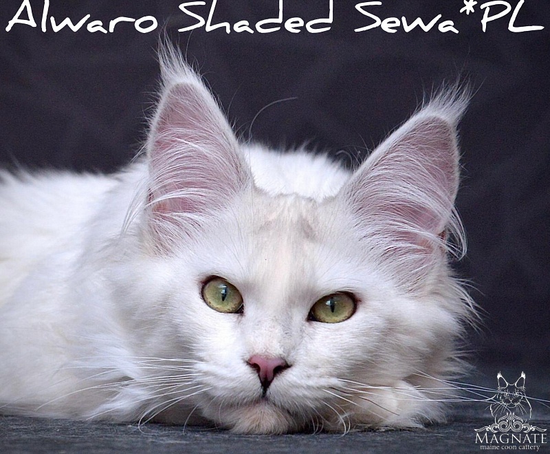 Alwaro Shaded Sewa - maine-coon