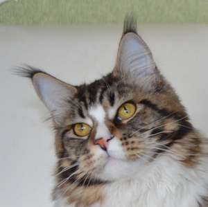 Ildar Iridis Line - maine-coon