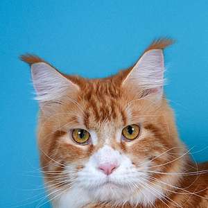 Altay Friend Hariton - maine-coon