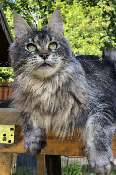 Ascent Xabi - maine-coon