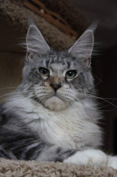 Image Tri-D - maine-coon